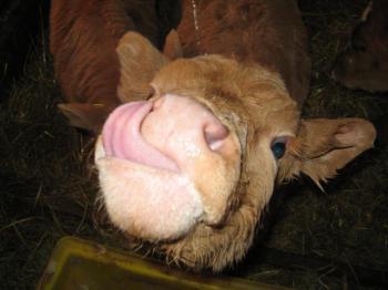 Calf_licking_nose_8208.jpg