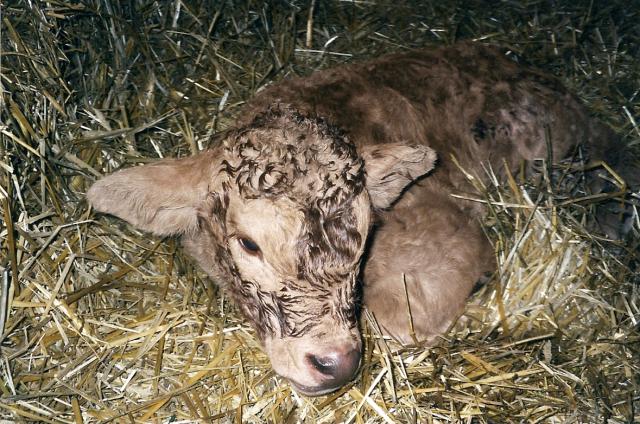 Calf_newborn.jpg