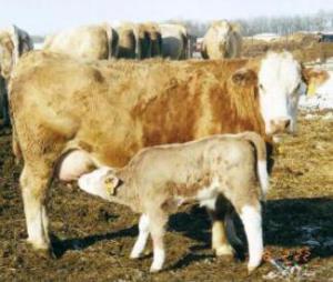 Cow_calf_pair_5407.jpg